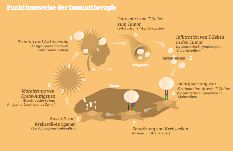Grafik: Funktionsweise der Immuntherapie. Quelle: Chen & Mellman, Immunity 2014, Roche Geschäftsbericht