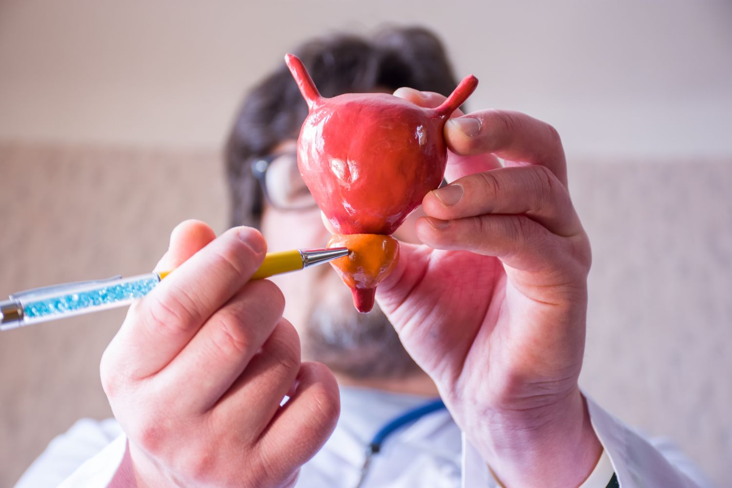 Ein Arzt zeigt auf ein Harnblasen-Prostata-Modell